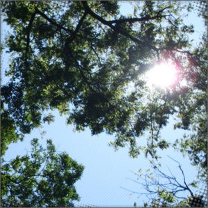 The canopy of the forest Serenity is in